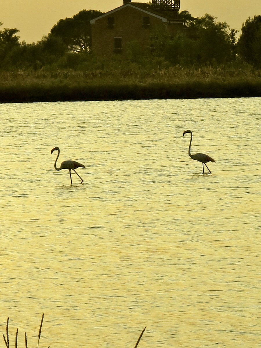 Flamingos in the lagoon of Venice