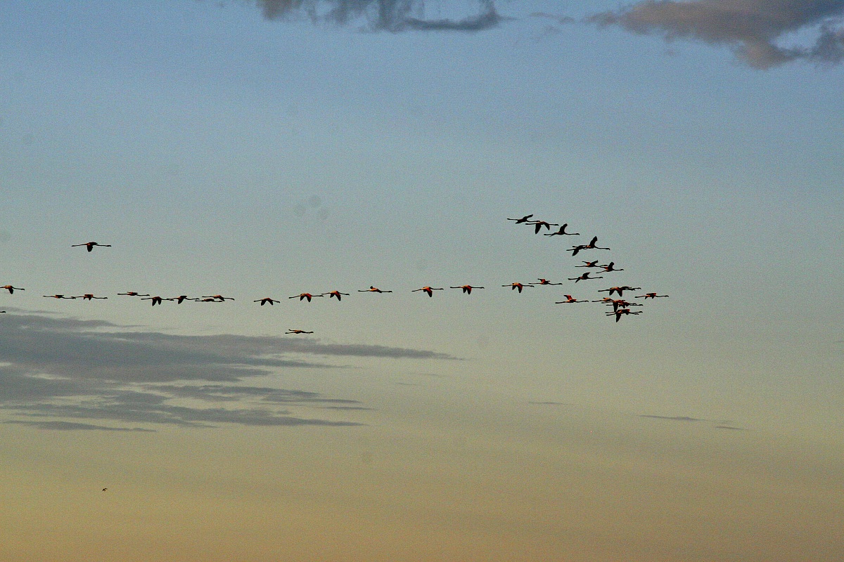 flamingos in flight over the lagoon