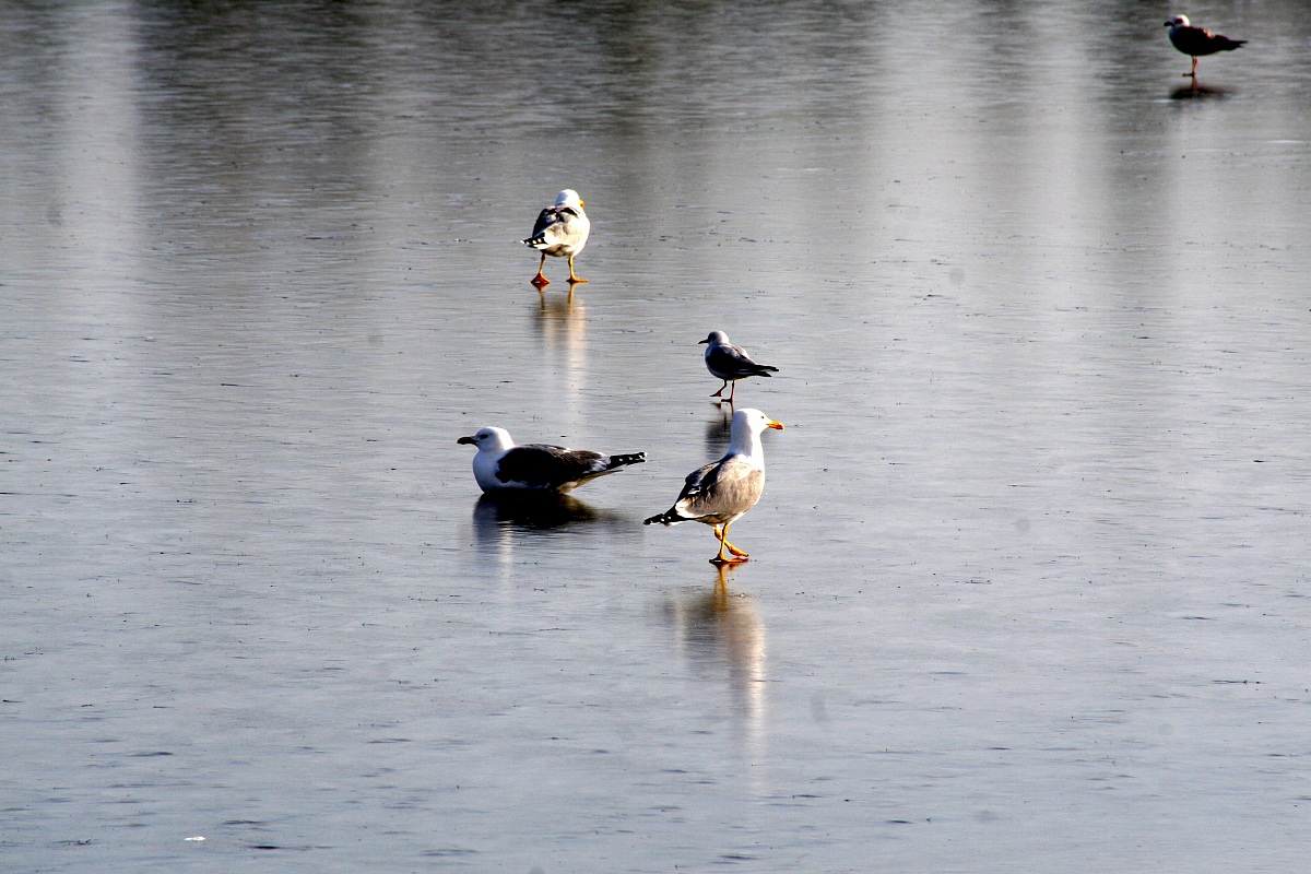 saltmarsh ice - Venice