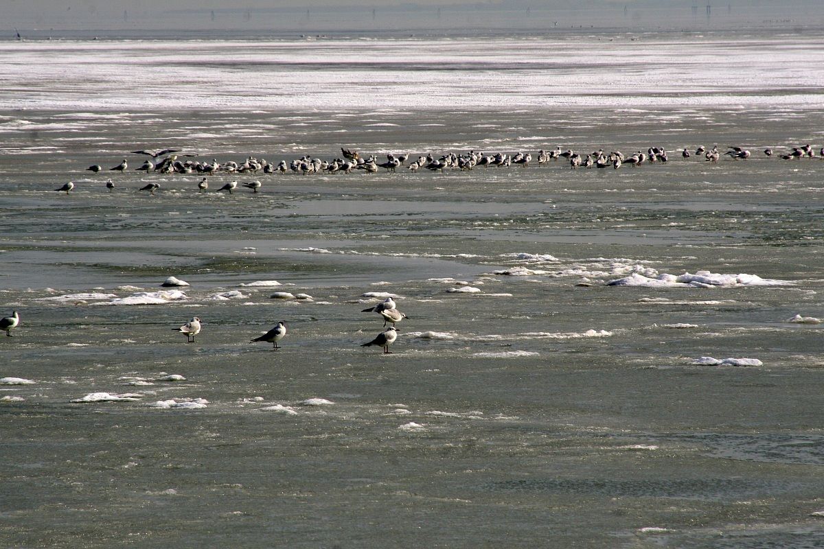 seagulls on the frozen lagoon