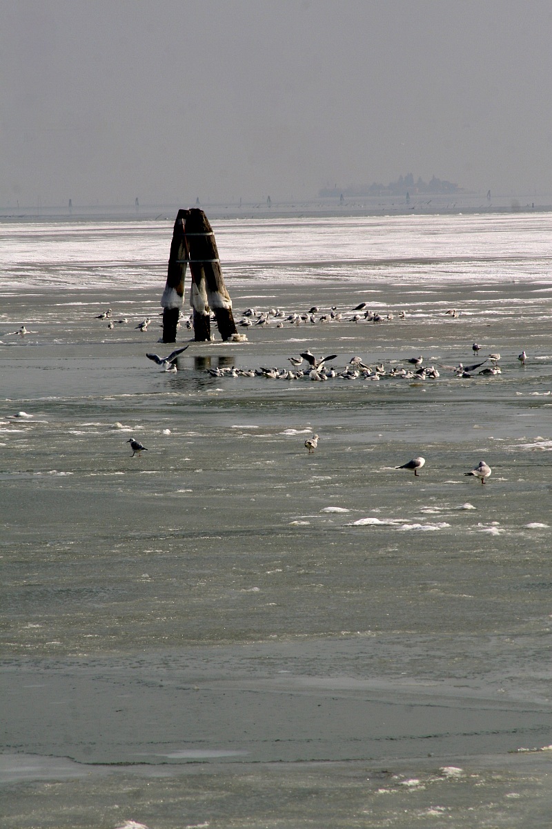 seagulls on the frozen lagoon 2