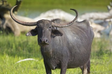 Bubalus bubalis