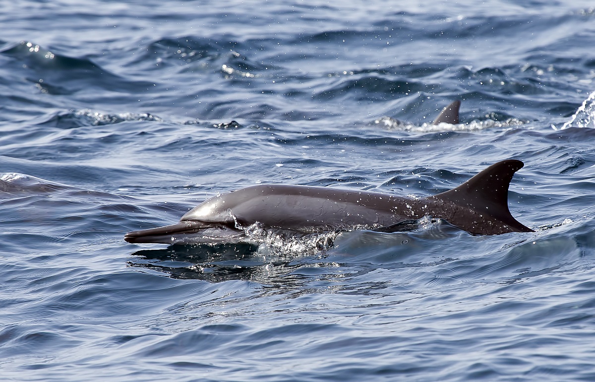 Stenella longirostris
