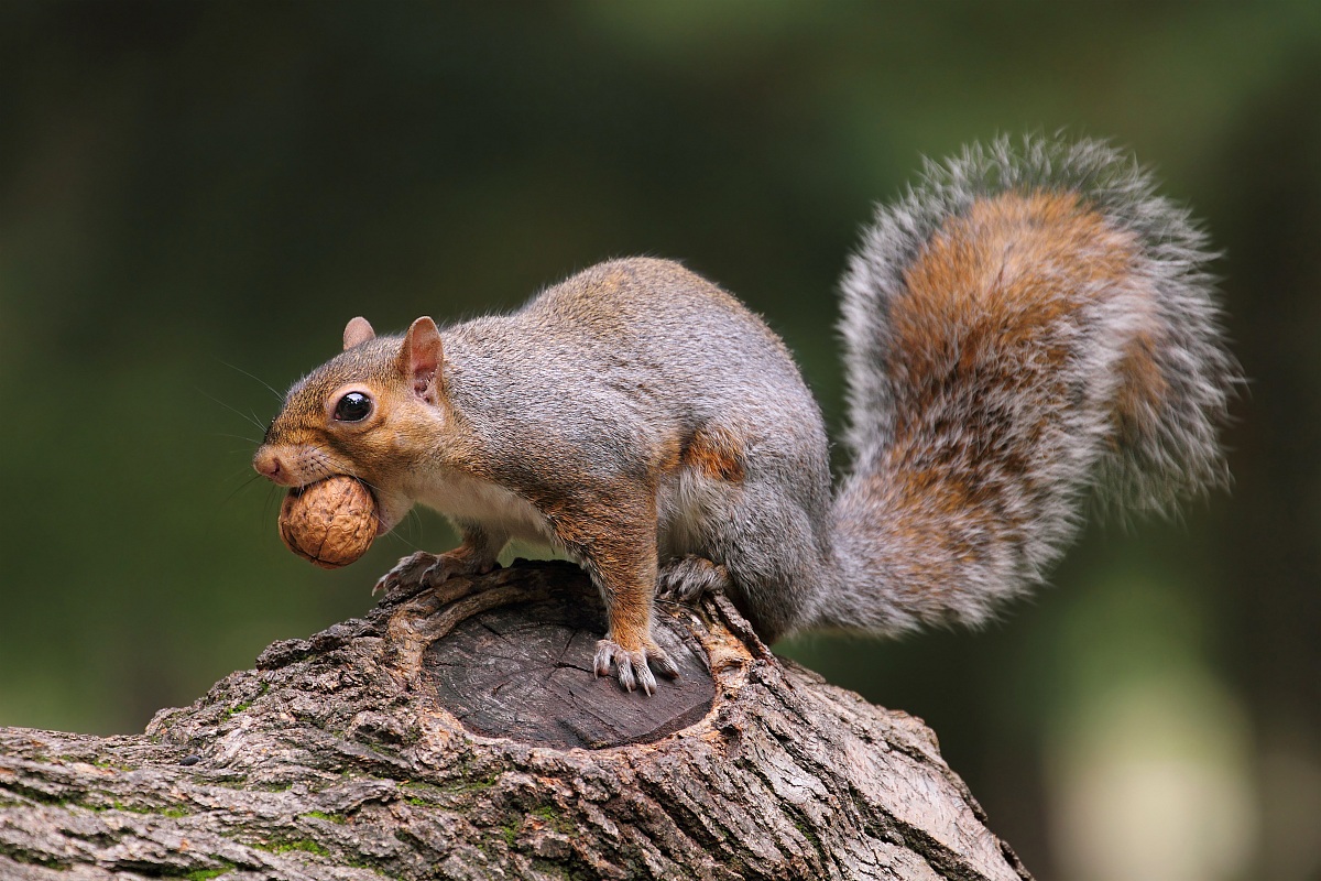 Scoiattolo goloso