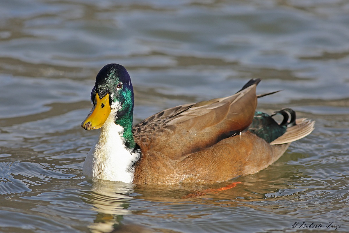 Duck hybrid