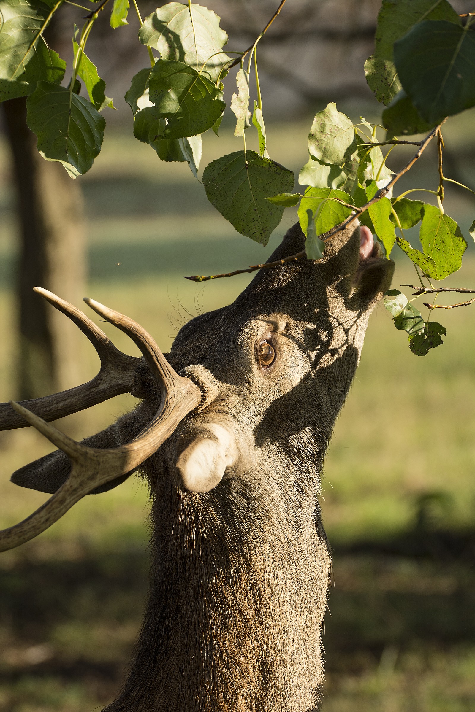 Good ste ... 'leaves!!