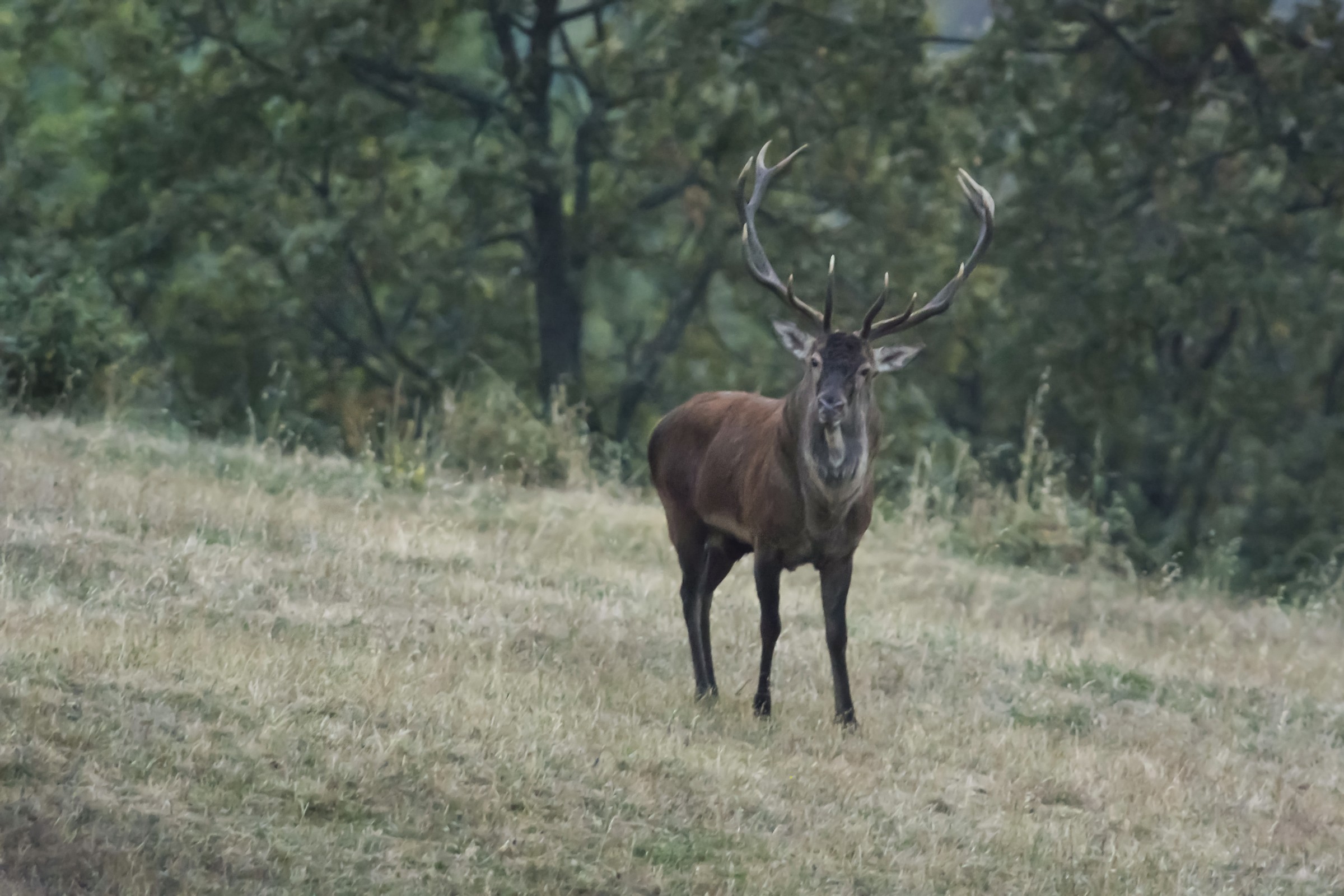 Deer of the Casentino Forests
