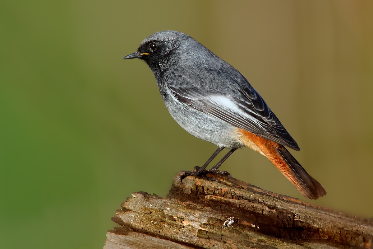 Sweeps Redstart (Male)