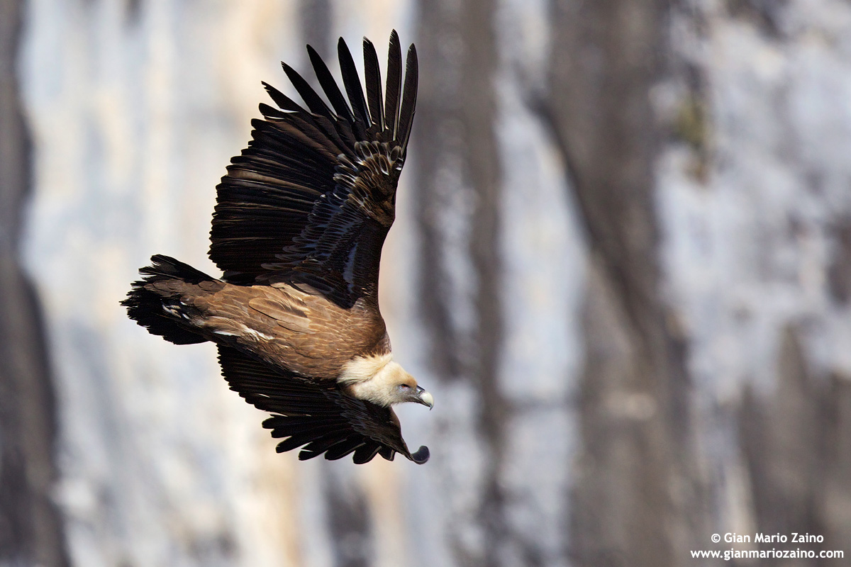 Gyps fulvus / Grifone / Griffon vulture