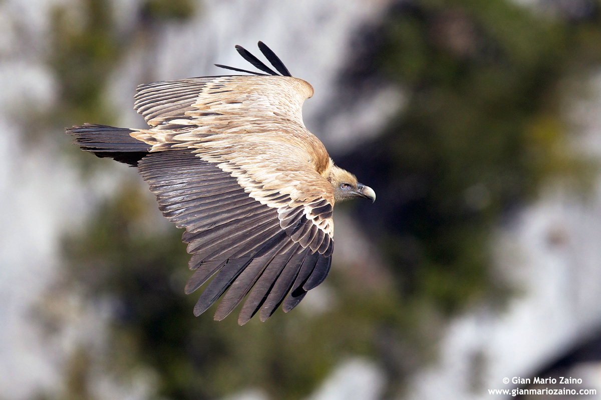 Gyps fulvus / Grifone / Griffon vulture