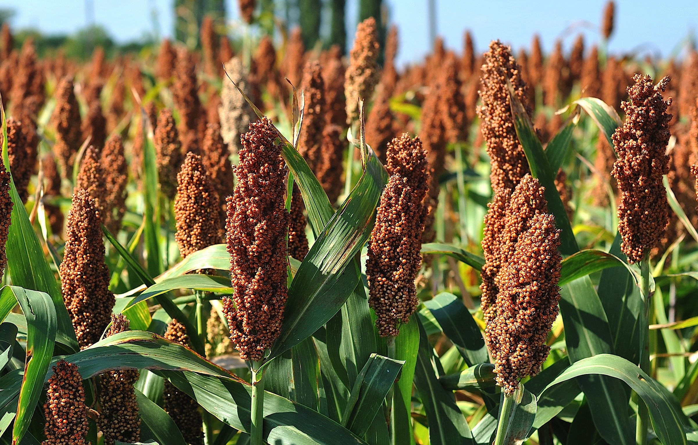 Sorgo Rosso
