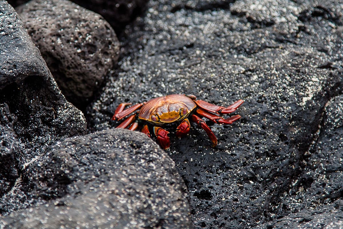 Granchio delle Galapagos