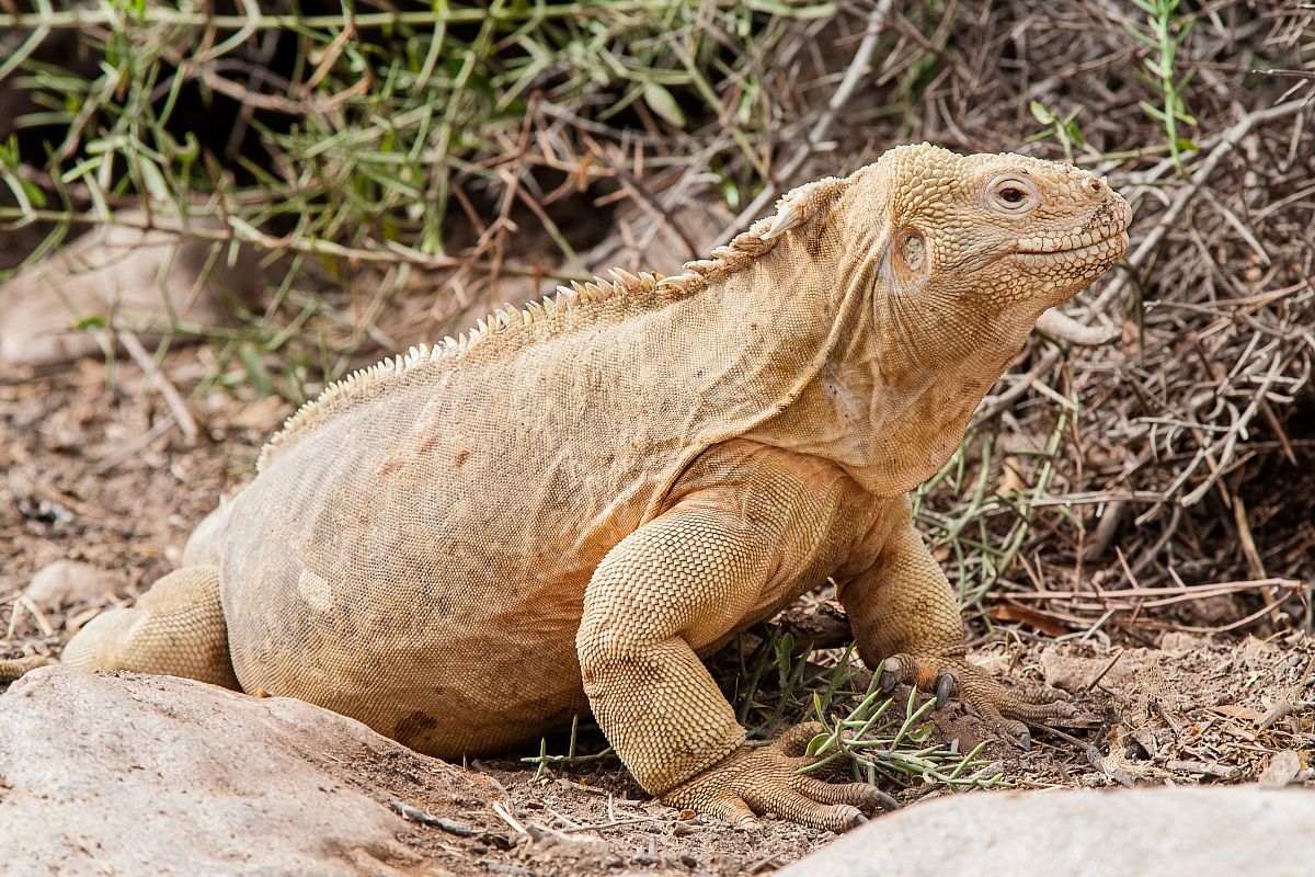 Iguana terrestre