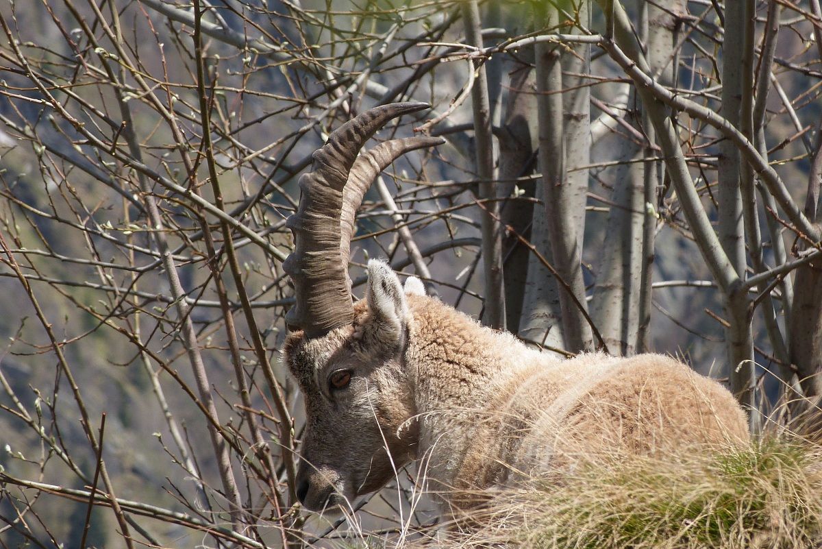 inseguito e....beccato!