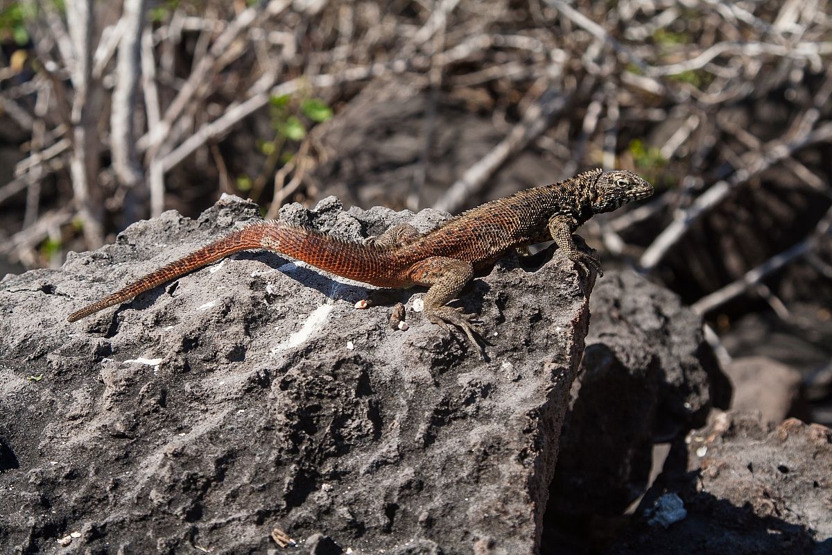 Lucertola della lava