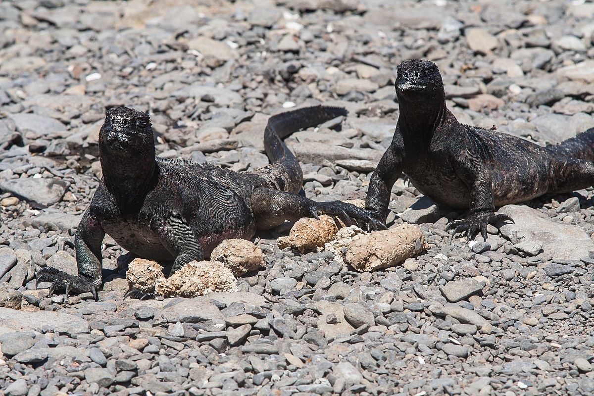 Marine Iguanas