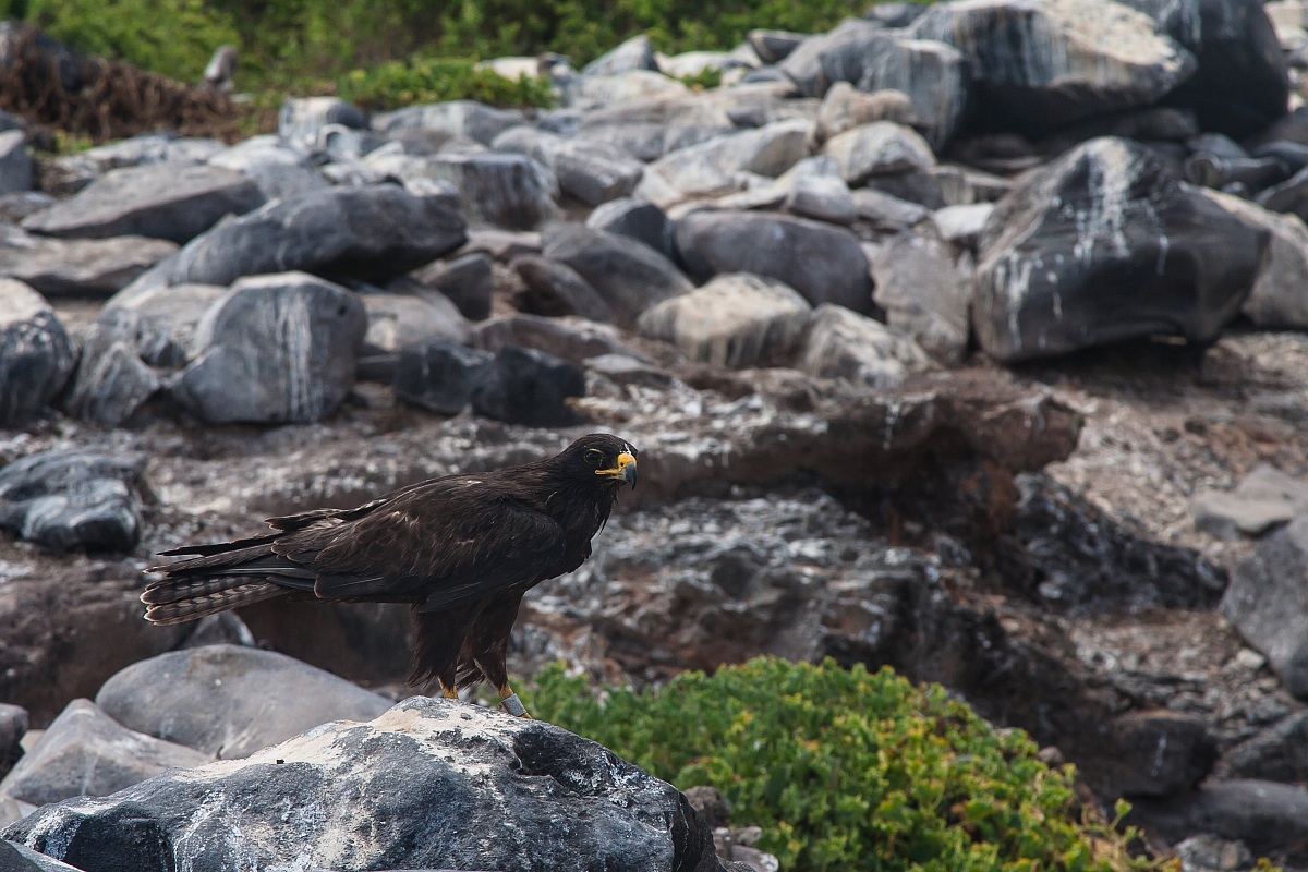 Galapagos Hawk