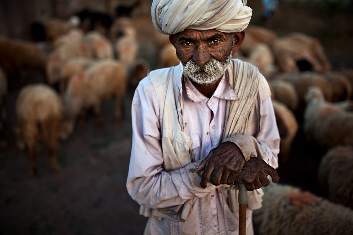Indian shepherd (35 TA)