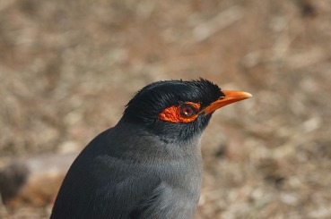 Acridotheres ginginianus