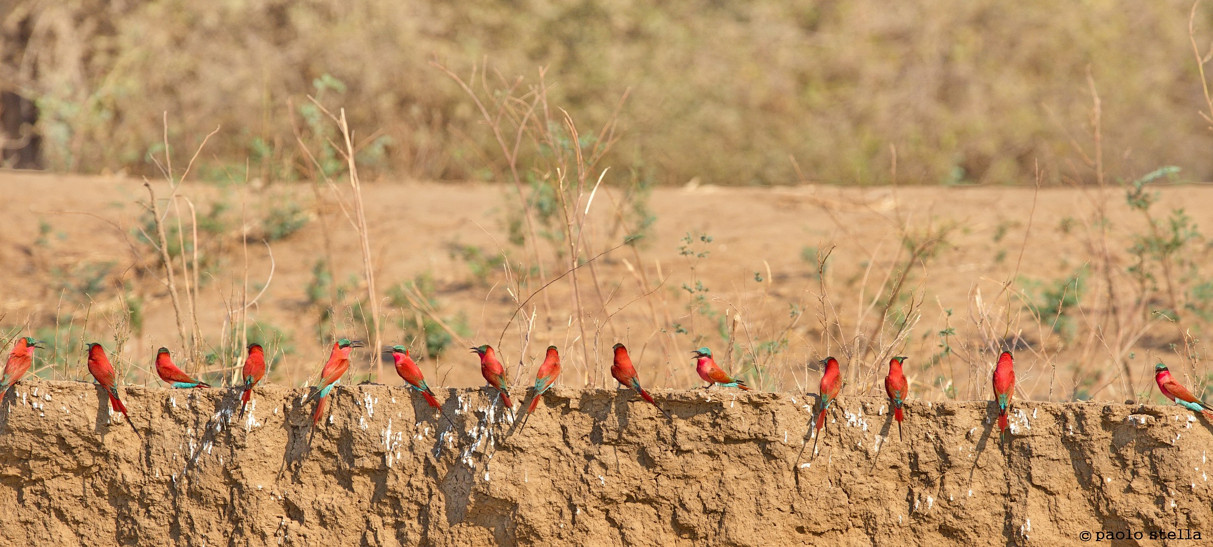 on the banks of the Zambezi