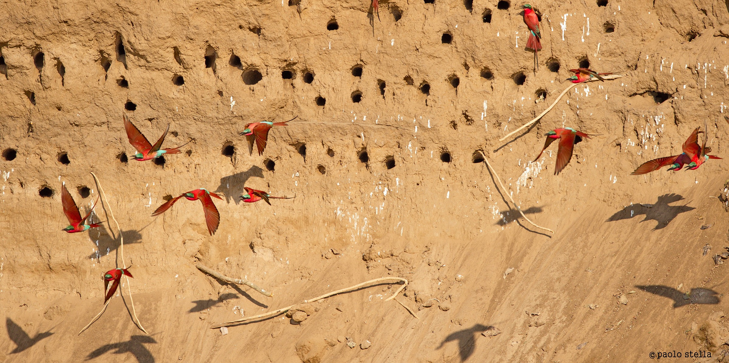 carmine bee-eater in flight