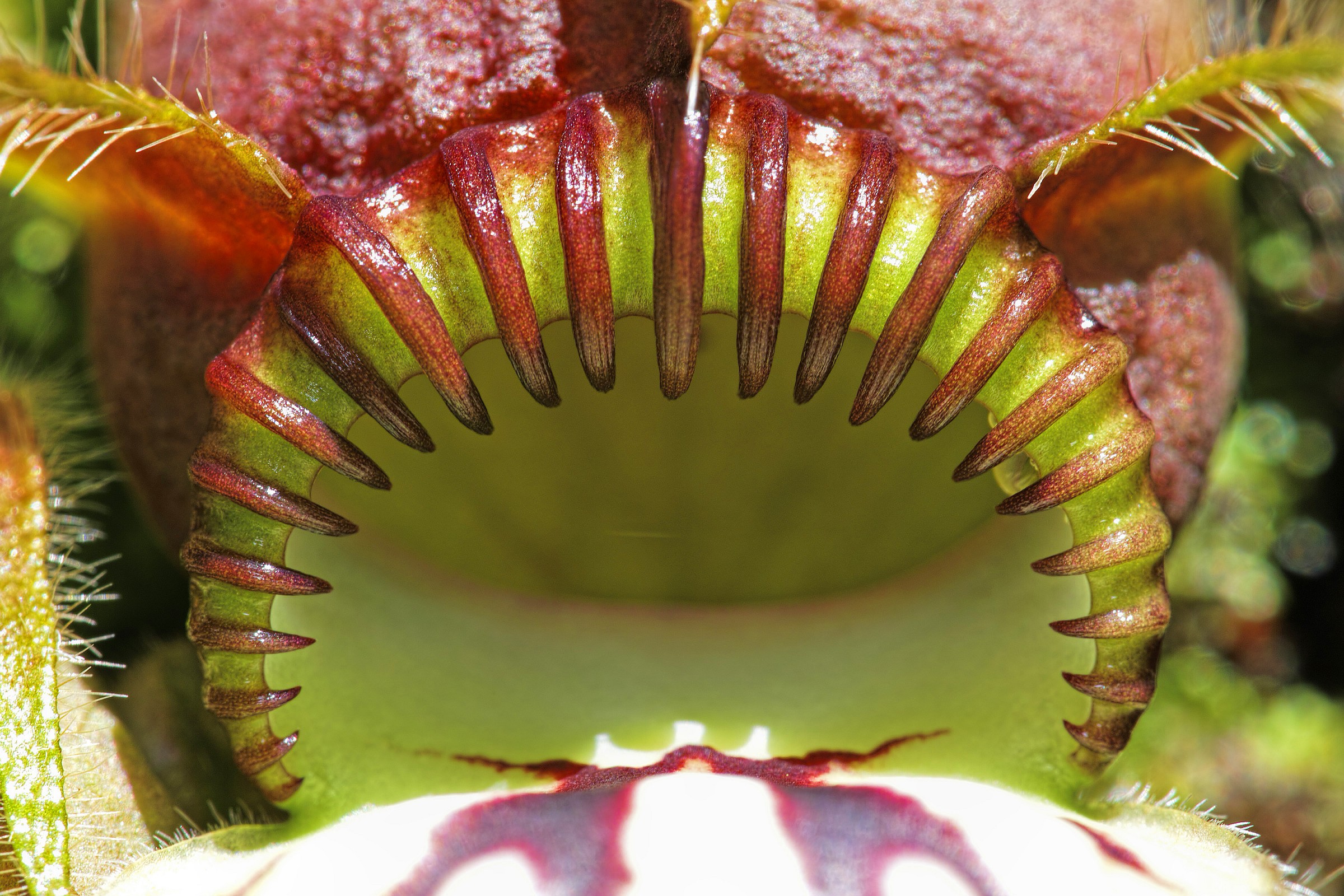 All'interno della pianta carnivora