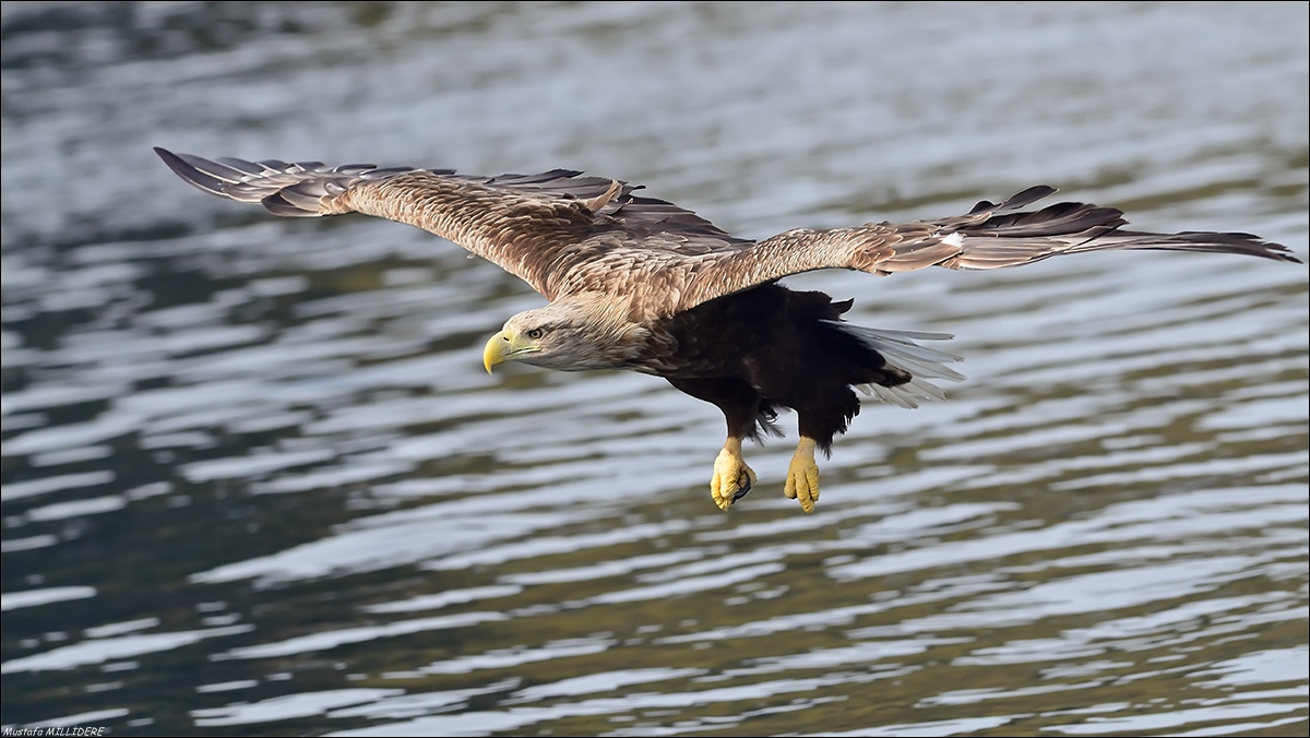 Dalla coda bianca ...