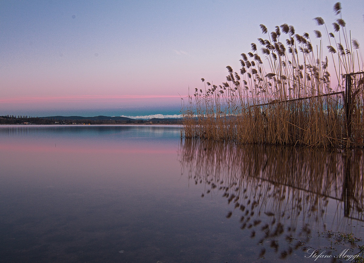 Lago di Varese (canneto)