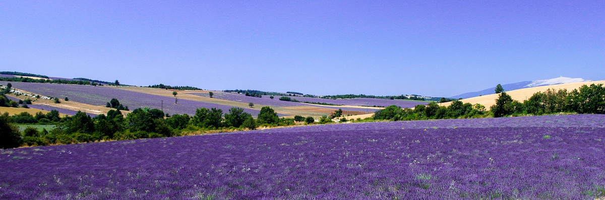Lavanda nella Piana di Valensole