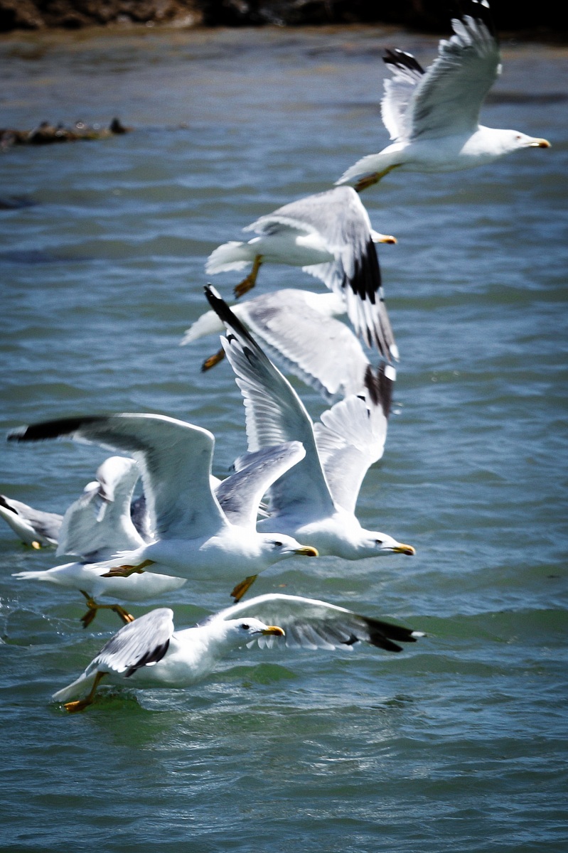 Gabbiani al decollo in Camargue
