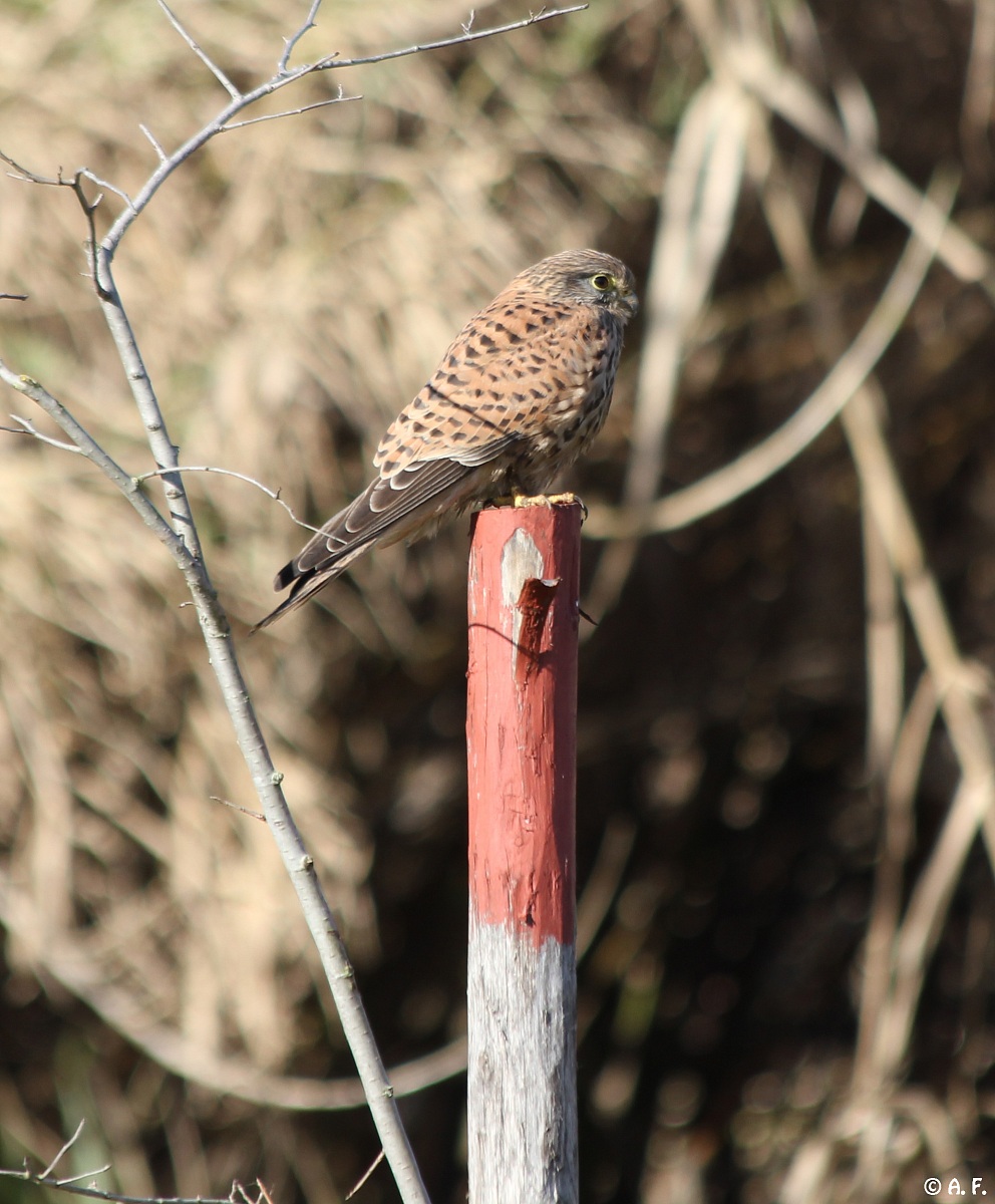 Kestrel
