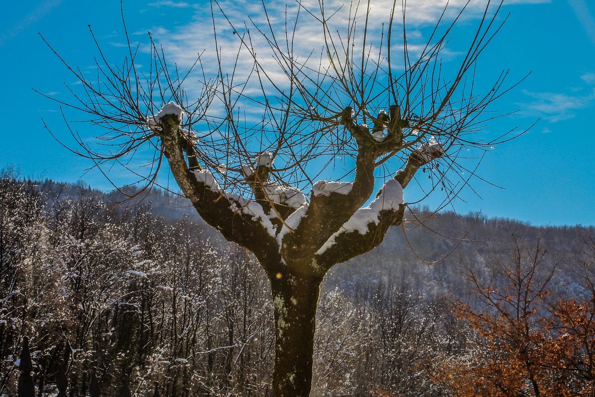 Albero invernale