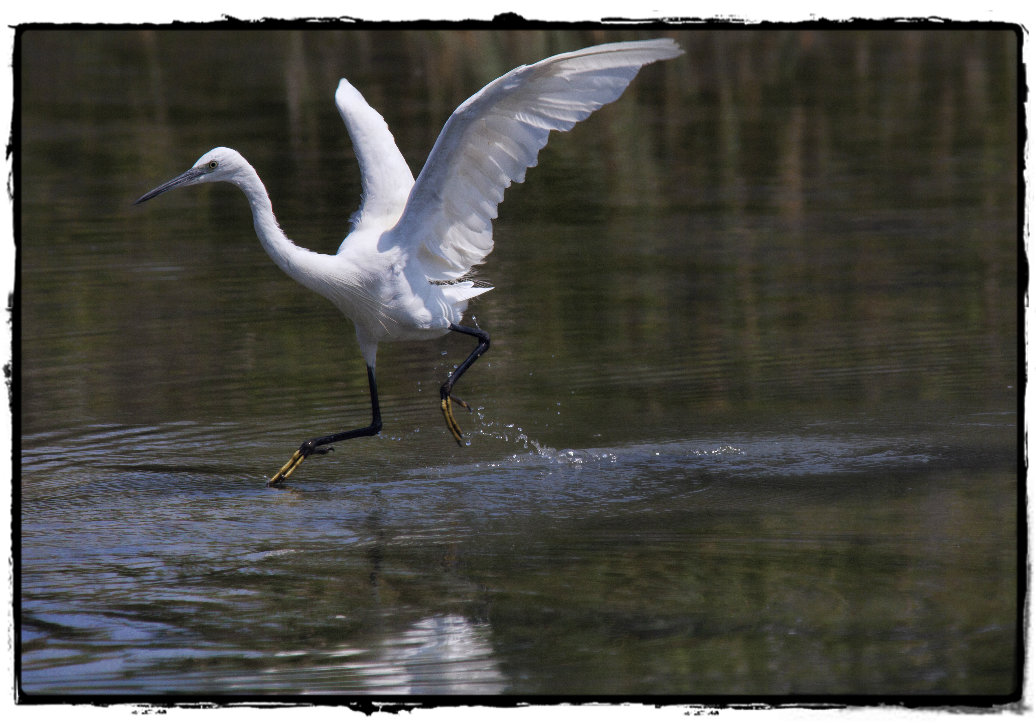 egret