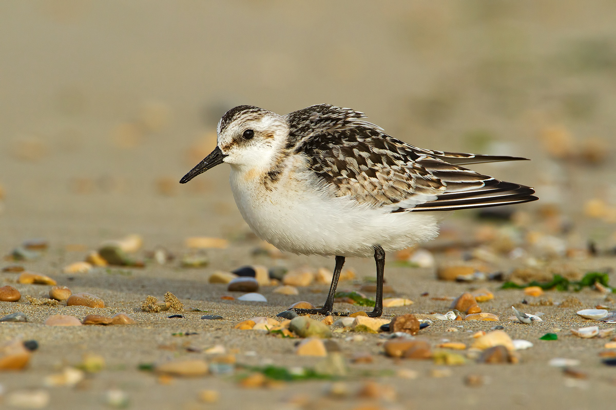 Piovanello tridattilo Juv.