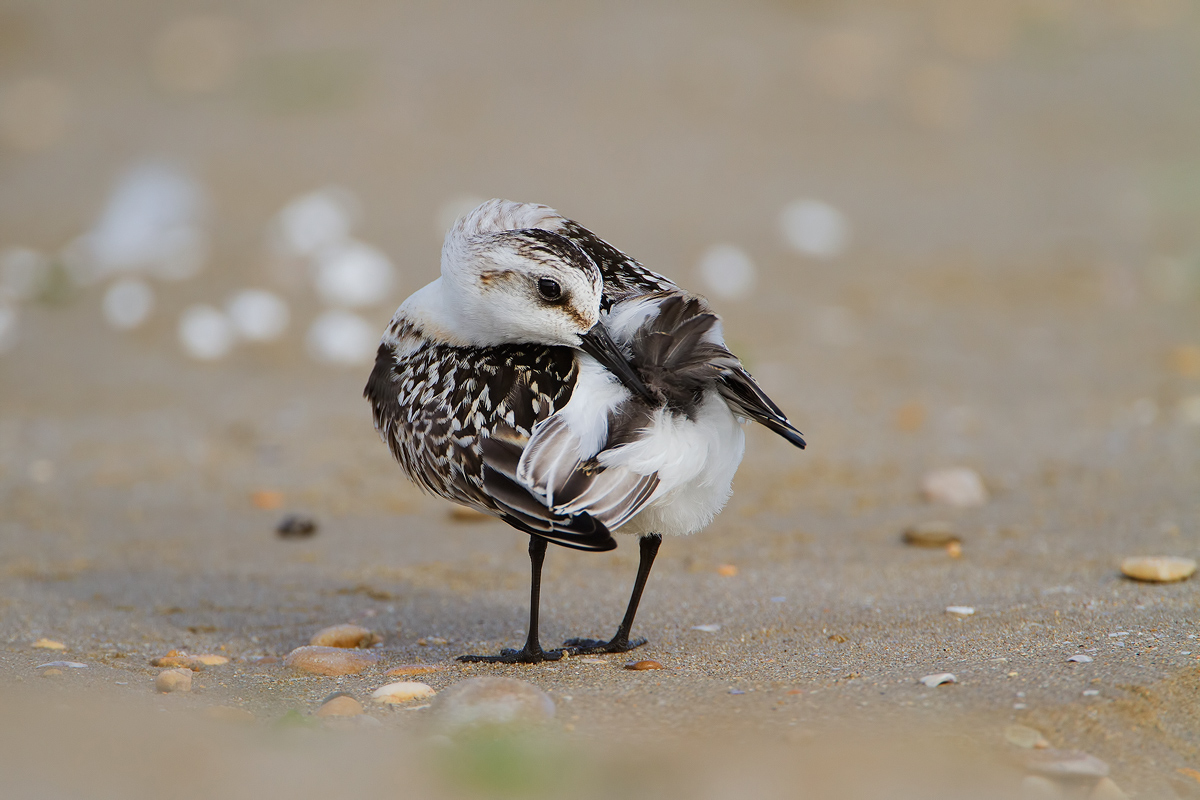 Piovanello tridattilo Juv.