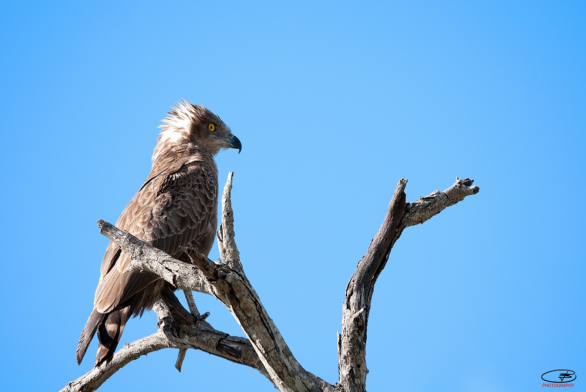 Brown Snake Eagle