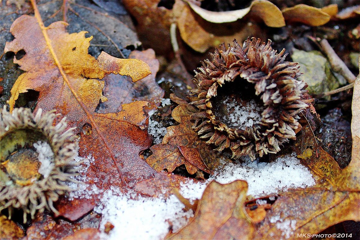 Il Sottobosco d'Inverno (Pratomagno)