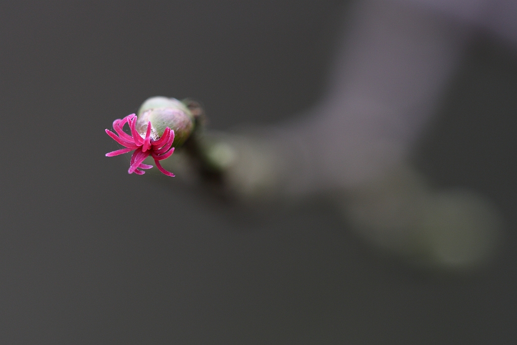 Corylus avellana or Common hazel