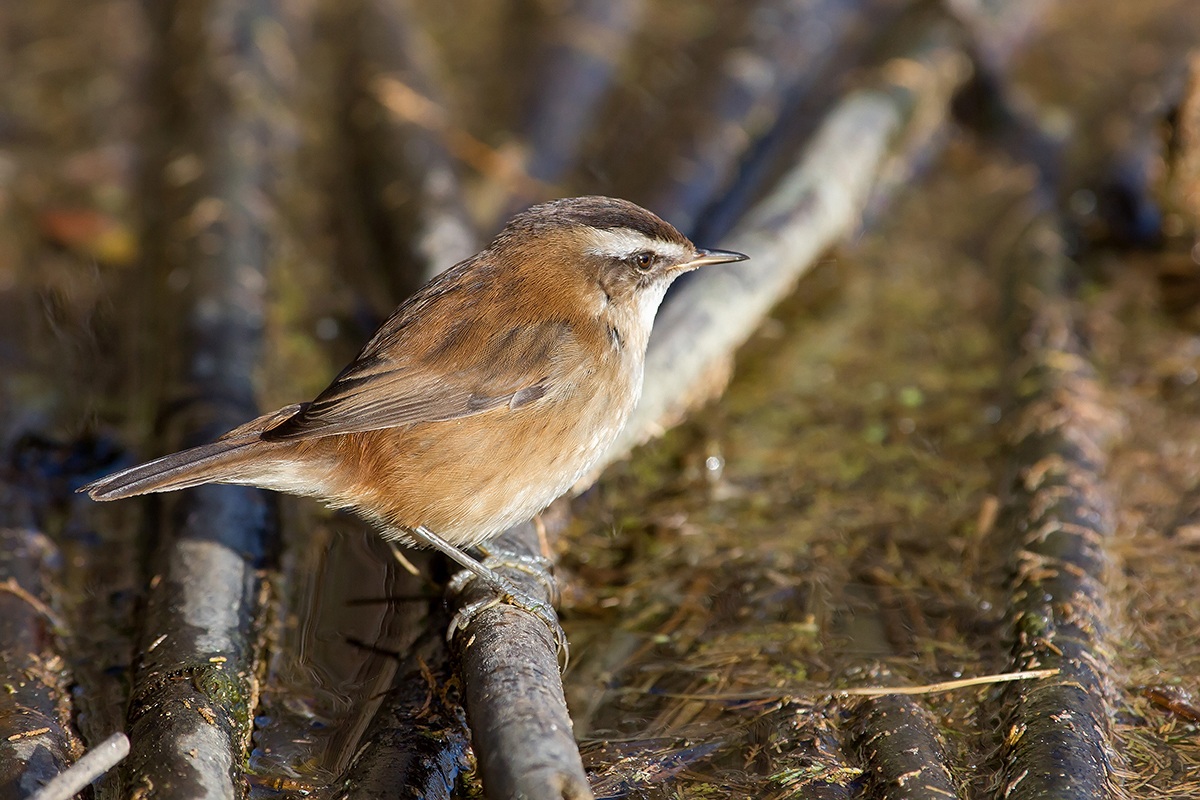 Forapaglie castagnolo