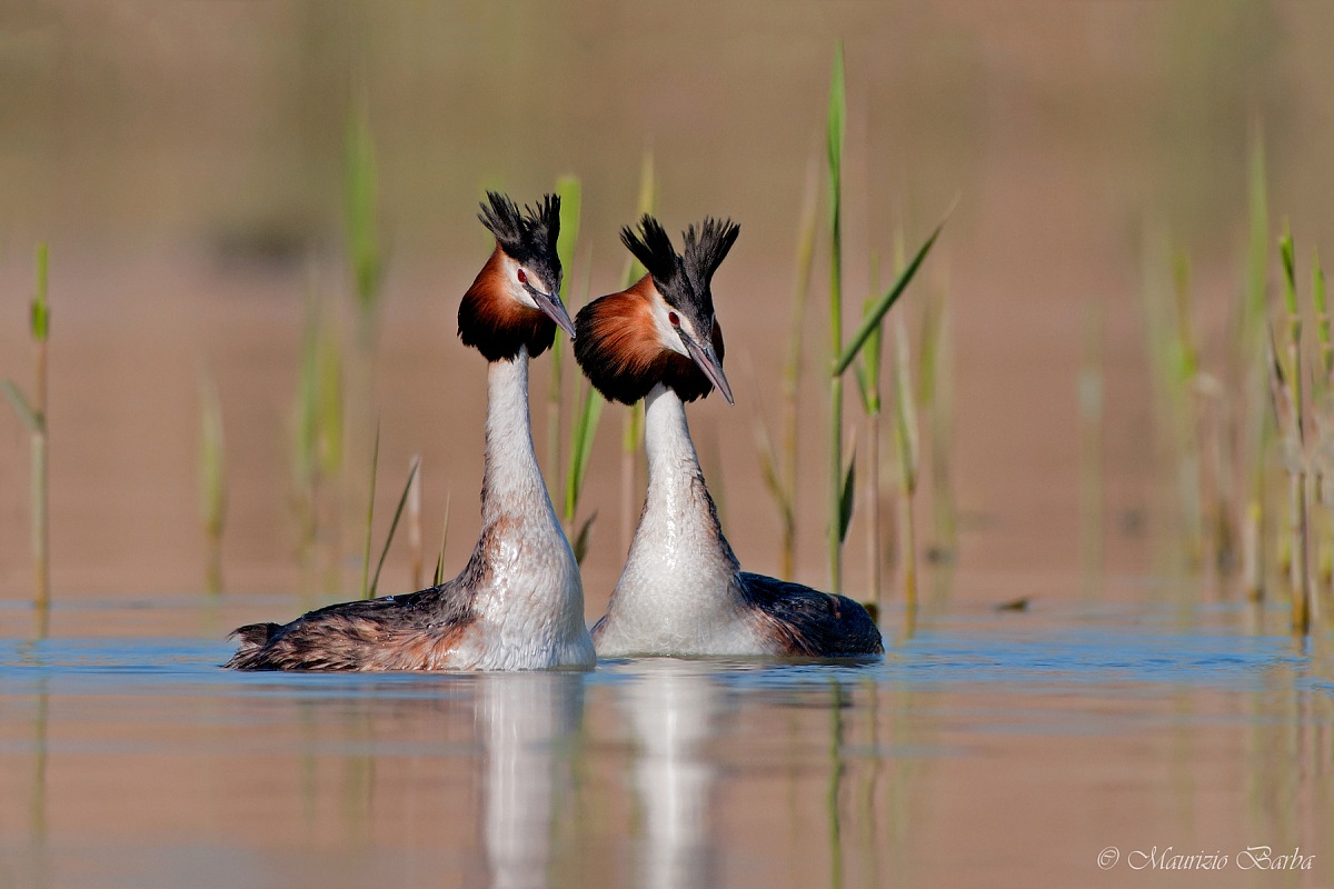Grebes