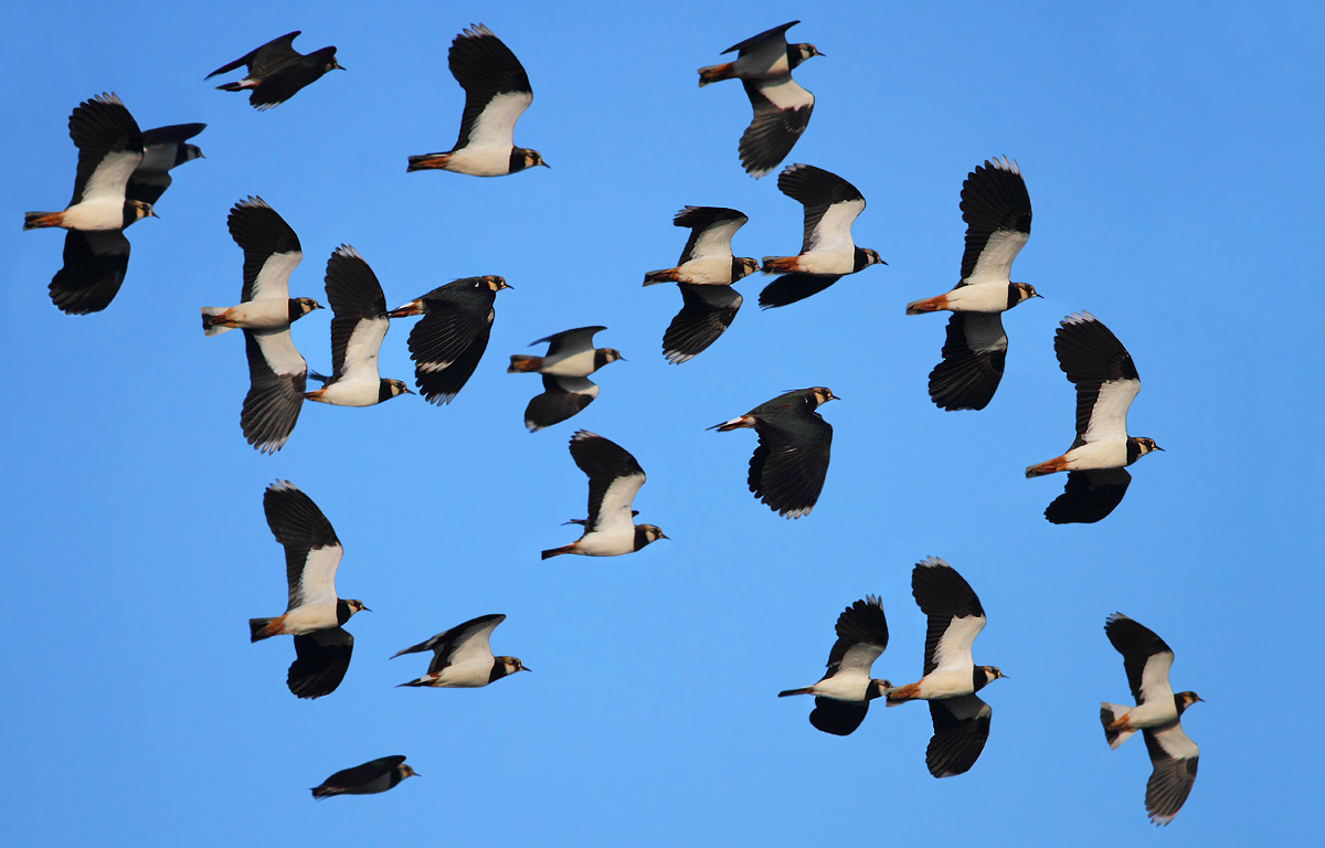 Lapwings