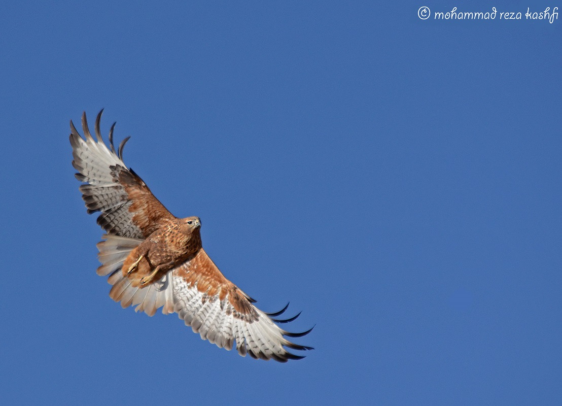 long-legged buzzard