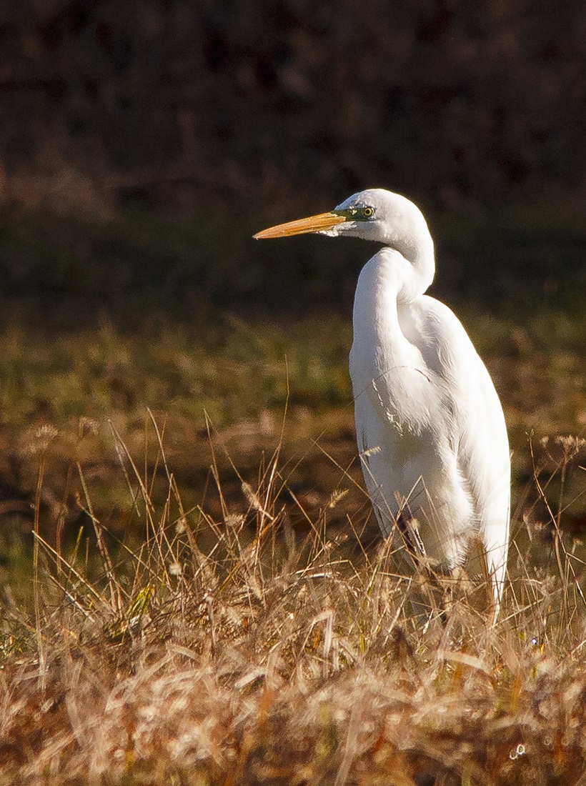 Airone bianco maggiore