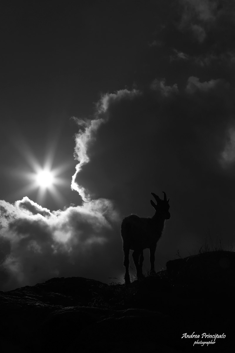 Stambecco silhouette