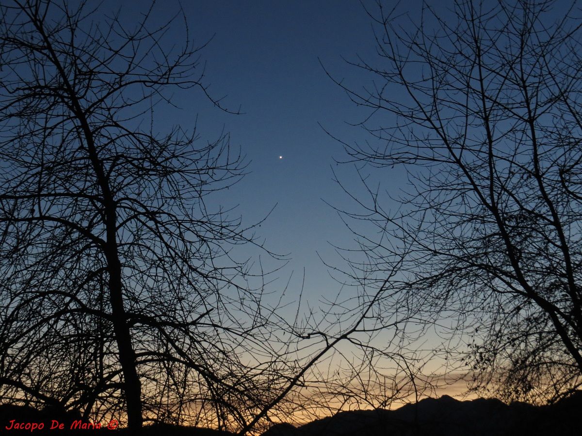 Stella tra gli alberi.....