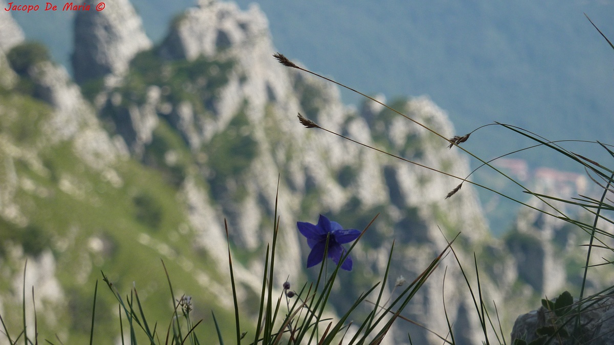 Fiore sulla valle...