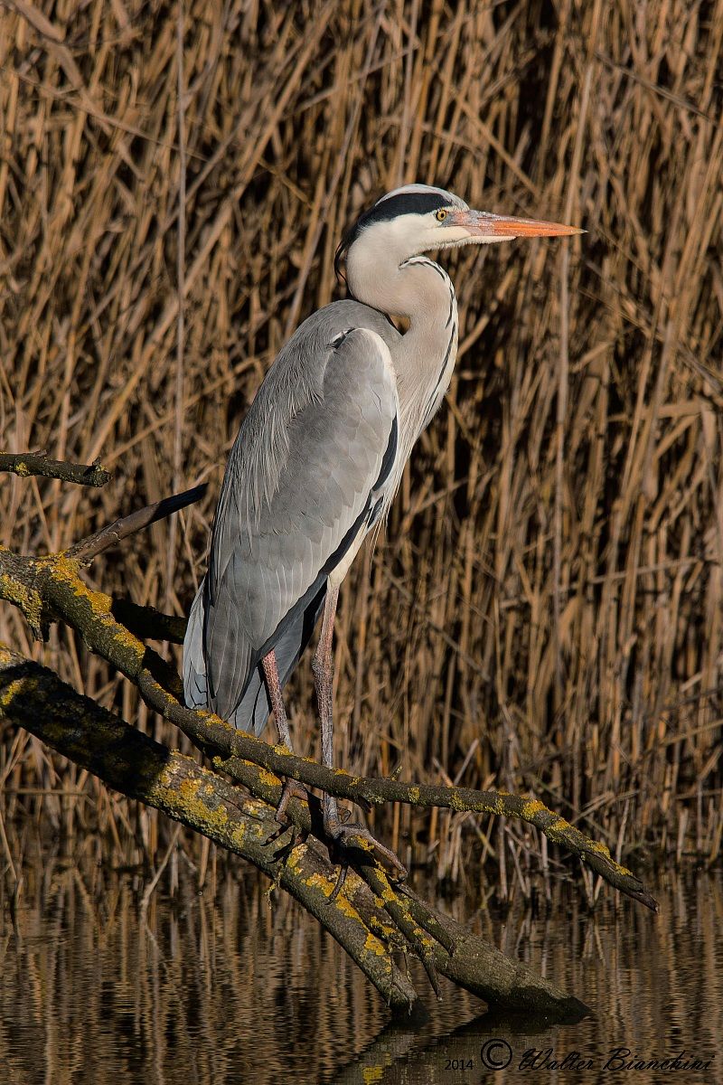 gray heron
