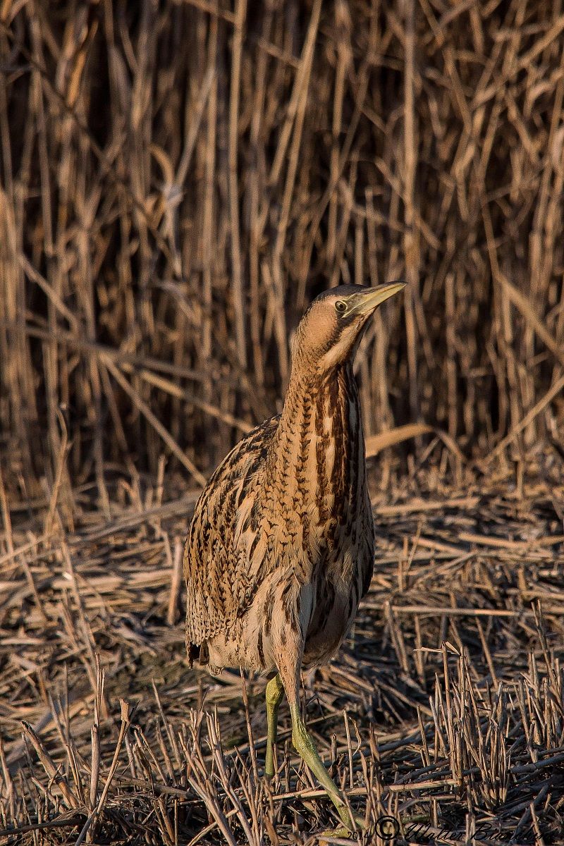 bittern