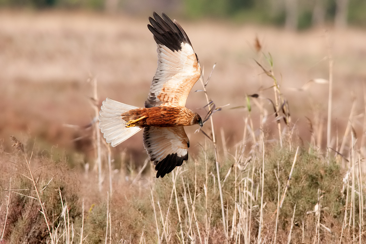 Falco di palude  maschio in volo di caccia