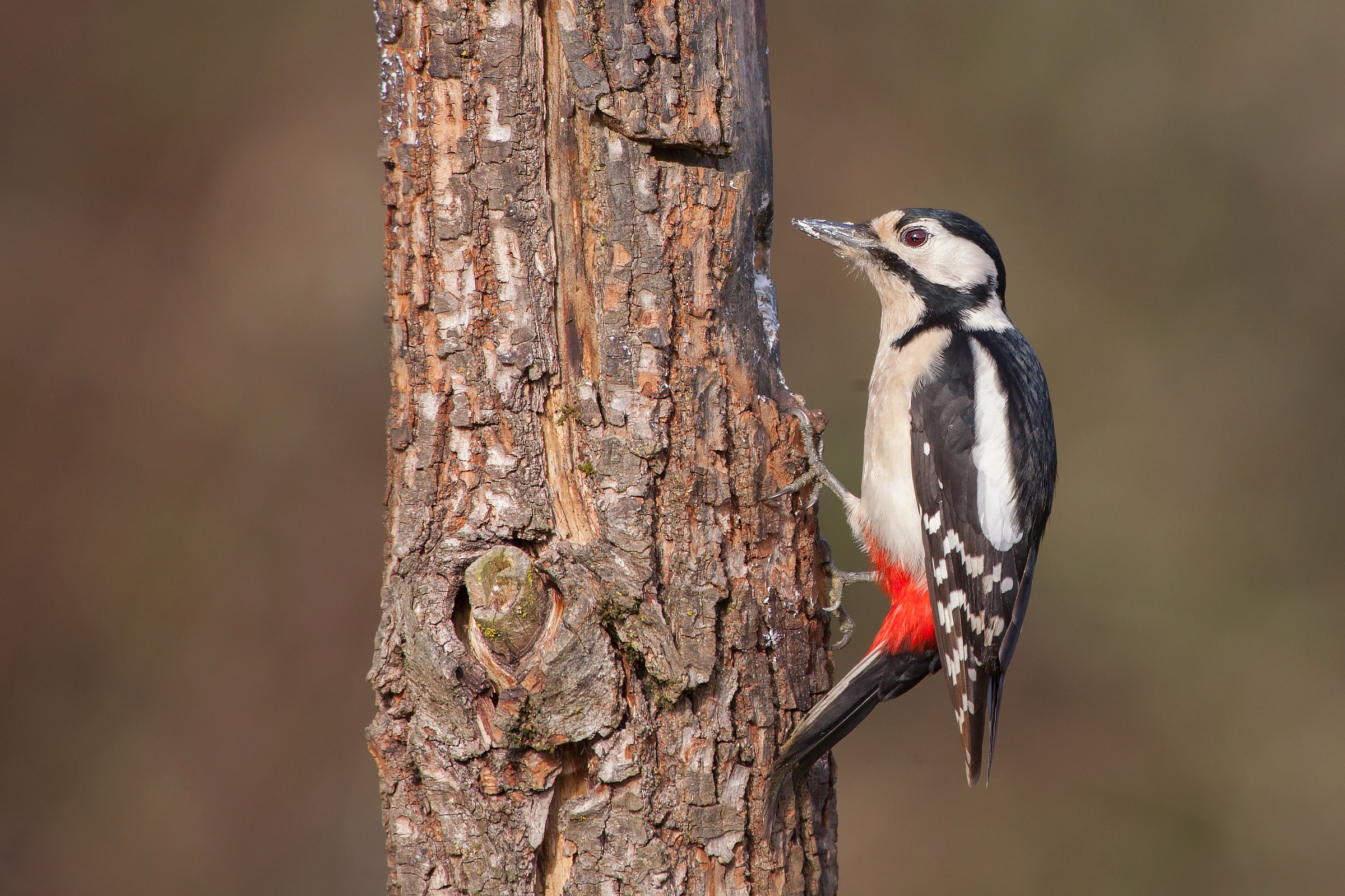 Woodpecker Cervara